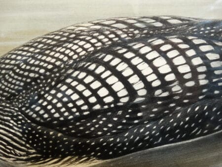 close up detail in John Gould antique lithographs