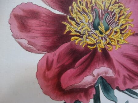 Watercolors brought the engravings to life centuries ago.
