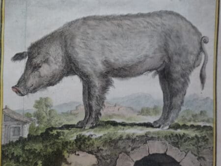 great old artwork of pigs hogs