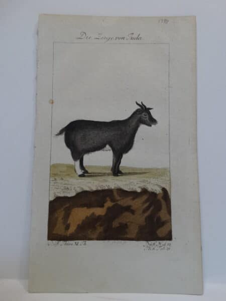 Charming trio of Compte de Buffon goat engravings published Germany late 18th century.