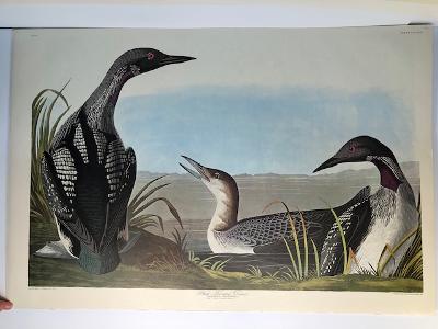 Red Throated Diver from the valuable Amsterdam edition of John James Audubon "Birds of America" 1971. Dutch Elephant folio photolithographs on "Zonen" watermark paper. 250 copies published.