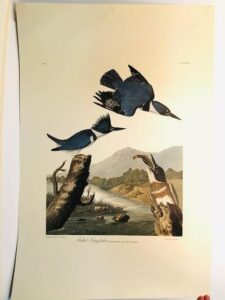 Belted Kingfishers from the Amsterdam elephant folio edition of John James Audubon "Birds of America" 1971. Dutch photolithograph, "Zonen" watermark paper, 250 copies published. Paper measures 26 1/4 x 39 1/2.