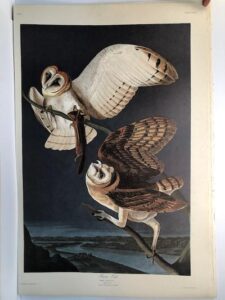 Barn Owls from the Amsterdam elephant folio edition of John James Audubon "Birds of America" 1971. Dutch photolithograph, "Zonen" watermark paper, 250 copies published. Paper measures 26 1/4 x 39 1/2.
