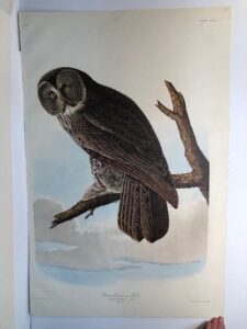 Great Grey Owl from the Amsterdam elephant folio edition of John James Audubon "Birds of America" 1971. Dutch photolithograph, "Zonen" watermark paper, 250 copies published. Paper measures 26 1/4 x 39 1/2.