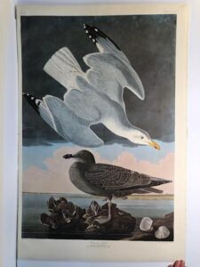 Herring Gulls from the Amsterdam elephant folio edition of John James Audubon "Birds of America" 1971. Dutch photolithograph, "Zonen" watermark paper, 250 copies published. Paper measures 26 1/4 x 39 1/2.