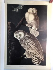 Snowy Owls from the Amsterdam elephant folio edition of John James Audubon "Birds of America" 1971. Dutch photolithograph, "Zonen" watermark paper, 250 copies published. Paper measures 26 1/4 x 39 1/2.