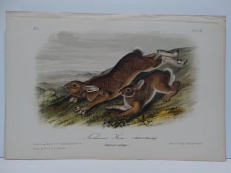 Rabbits Northern Hare Plate XI. Original hand-colored lithograph. John James Audubon Viparious Quadrupeds of North America 1855.