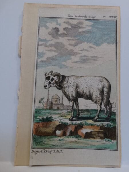 220 year old engraving ofthe aggressive and barbaric breed of sheep.