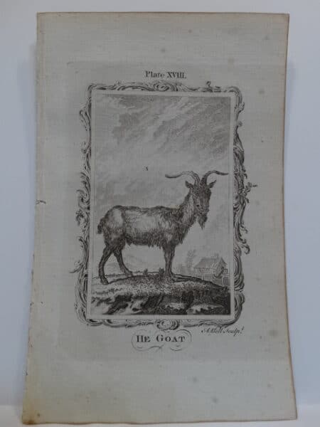 Fabulous old engraving of a bearded Billy Goat English, c.1800.