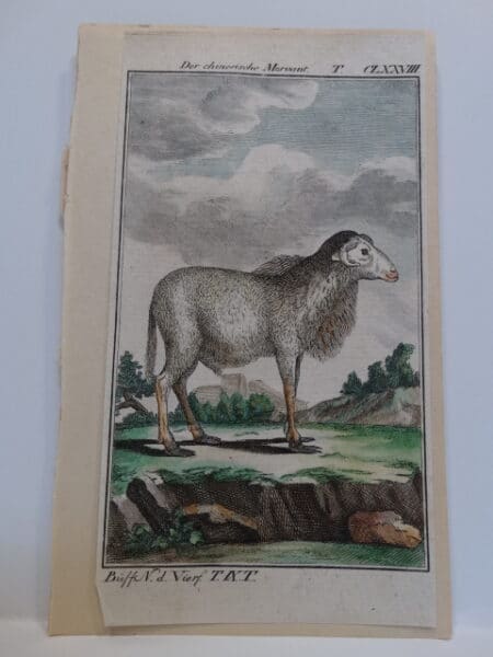 3 1/4 x 6 inch 220 years old watercolor engraving by Compte de Buffon c.1800.
