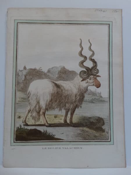 Cows Goats Sheep. Originally water color copper plate 18th century engraving on hand made paper from Compte de Buffon's Histoire Naturelle.