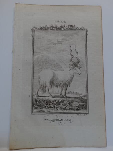 Rare English edition of Compte de Buffons's Histoire Naturelle published c.1800.
