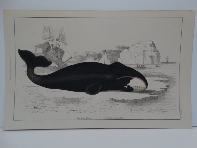 c.1850 Oliver Goldsmith beached bowhead whale, hand-colored engraving of The True Whale published London.