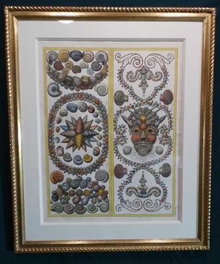 Our framed Albertus Seba engravings of sea shells are exquisite antiques.