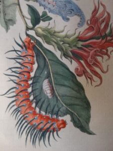 Close up insect prints, original 1730 engraving, a Maria Sybilla Merian, documenting the caterpillars stage in a butterflies transformation.