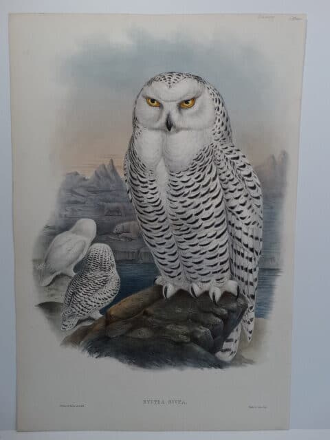 Spectacular original John Gould Snowy Owl antique lithograph sourced from Gould's Birds of Great Britain c.1860.
