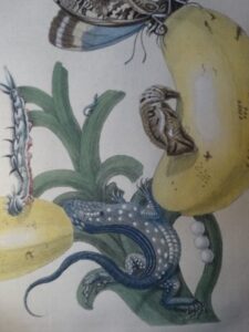 We sell insect prints, by entomologists. This antique engraving: Maria Sibilla Merians work of Surinam: a lizard, banana, pupa caterpillars amd butterflies, transforming.