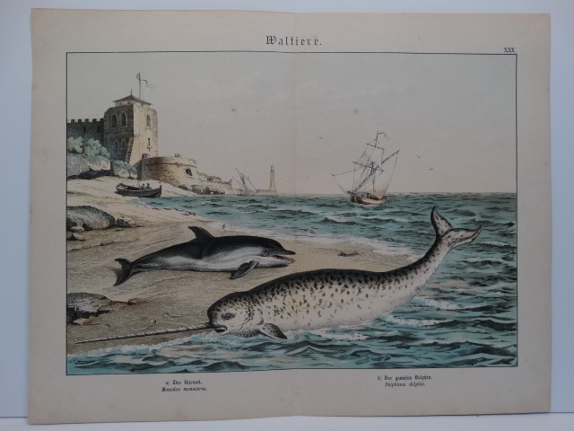 c.1875 German hand finished lithograph by Shubert. Delphinus delphis & Narwhal or Narwhale.