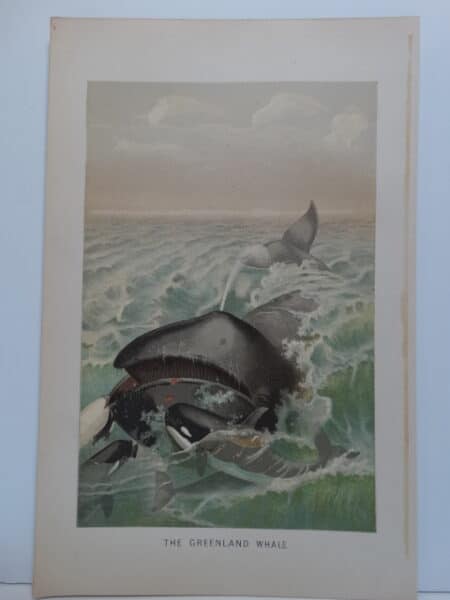 A late 19th century chromolithograph of orca whales attacking a baleen or Greenland whale.
