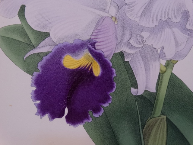 warner orchid album