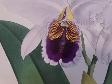 Stunning 19th century water-colored lithographs of orchids.