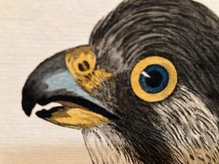 find 18th and 19th century printed engravings and lithographs by Selby, Nozeman, Martinet, Gould and other ornithologists. of raptors: falcons, eagles and hawks.