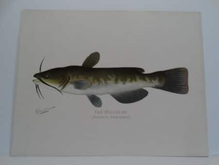 Denton 1895-1907~ Home Decor Antique DENTON Hickory Shad~Pomolobus mediocris~ Fish Print Original Antique Chromolithograph Fish Print~ S F