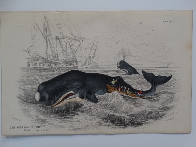 Historic whaling scene from the mid 19th century. Published by Lizars. Hunting toothed whales, men on small boat with harpoons.