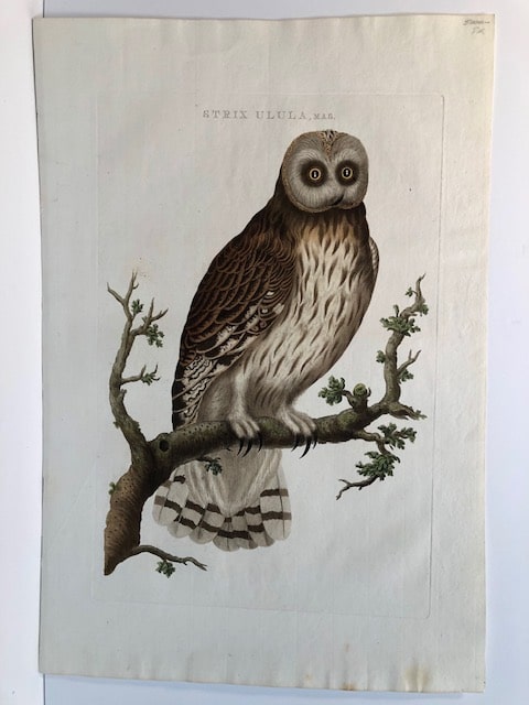 Cornelius Nozeman, Christian Sepp Nederlansch Vogelen, sourced engraving of screech owls.