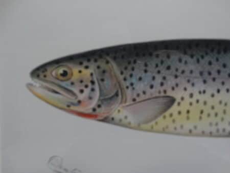 Exquisite detail in speckled trout that Sherman Denton captured in his beautiful lithographs, ours are antiques.