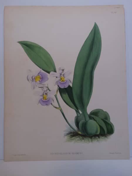 Bulb and bloom spike are clearly depicted in this hand-colored lithograph.