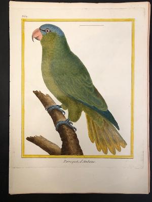 parrots and toucans by Buffon and Martinet, Green Parrot, Perruches emgraving, nearly 250 years old!