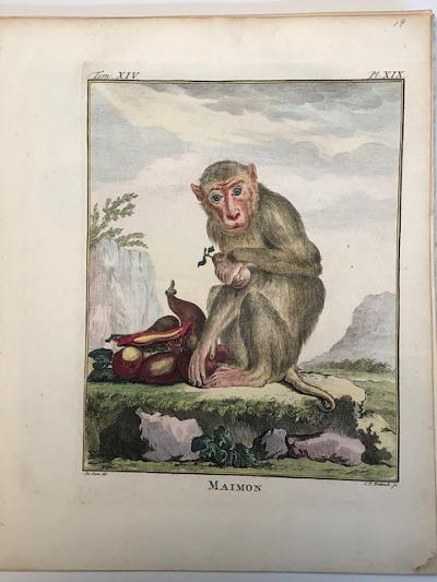 Pink faced monkey or Maimon