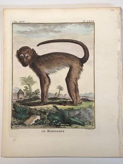 18th century Buffon monkey engraving Mangabey