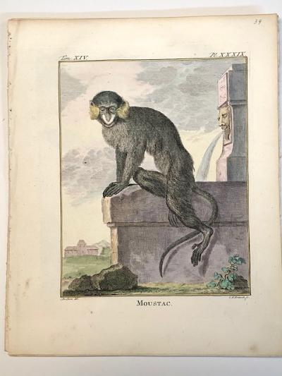 Compte de Buffon, White cheeked spider monkey or Moustac