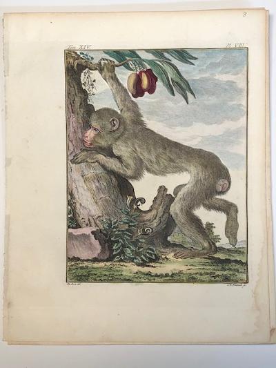 Chimpanzee engraving sourced from Buffon's 1st edition of Histoire Naturelle 1749-1761.