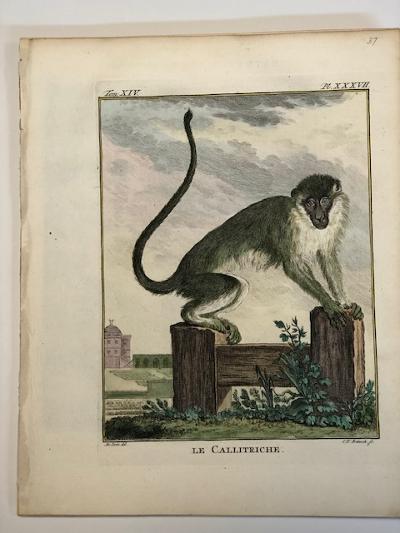 Exquisite 18th century Buffon Monkey Pl. XXXVI. Monkey with long tail is on a wooden structure, and looking directly at you.