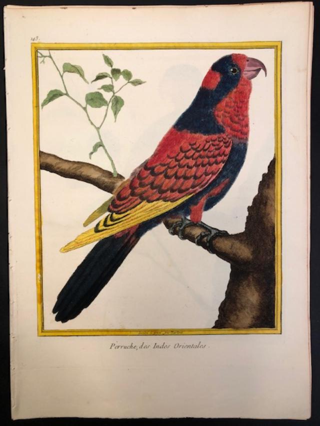 Martinet Antique Parrot Engraving Plate 143 from Histoire Naturelle des Oiseaux