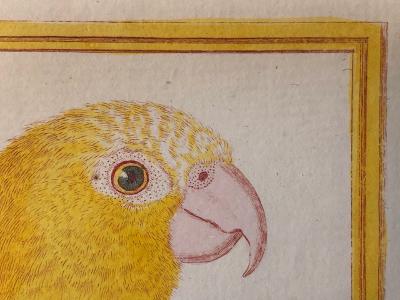 Spectacular antique parrot prints by Comte de Buffon and Francois Martinet