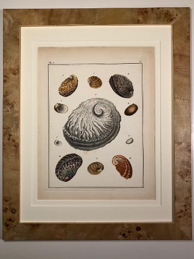 exquisite conchology engraving, of abolone se-shells, capturing iridescent colors, in a centuries old, antique engraving. Framed in beachy picture frame.