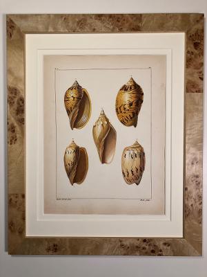 A decorative antique print of sea-shells, ready to hang, perfect decor & art, for an oceanside home.