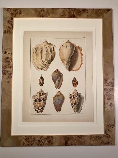 One framed piece, from a collection or set, of rare conchology engravings.