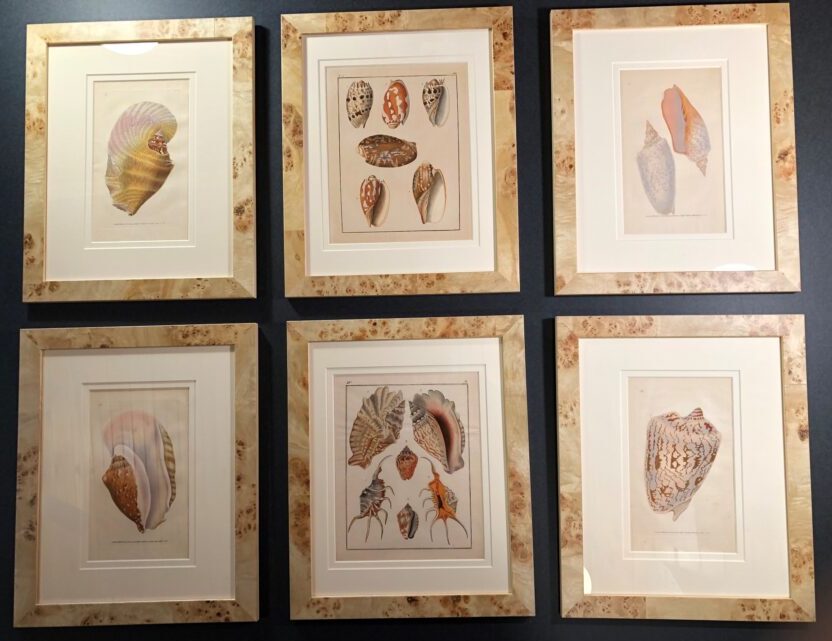 Set of six framed decorative antique prints of sea shells over 175 years old. Perfect decor for ocean & beach house.