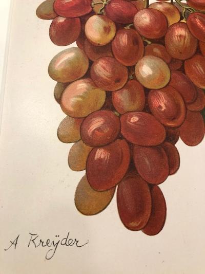 Close-up of a beautiful antique lithograph, of red wine grapes, over 100 years of age.