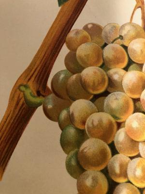 Detail of white wine grapes, and grapevine, in a lithograph over 120 years of age.