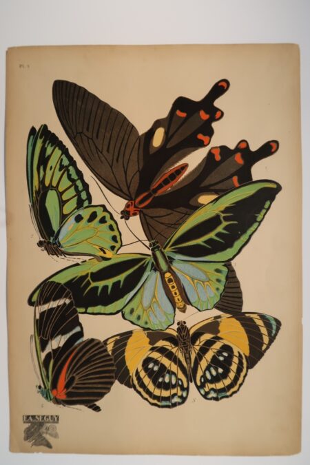 Available and ready to ship, original pochoir plate 1, Eugene Seguy's Papillons.