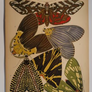 Eugene, Emile-Allain Seguy Papillons, Plate 14.