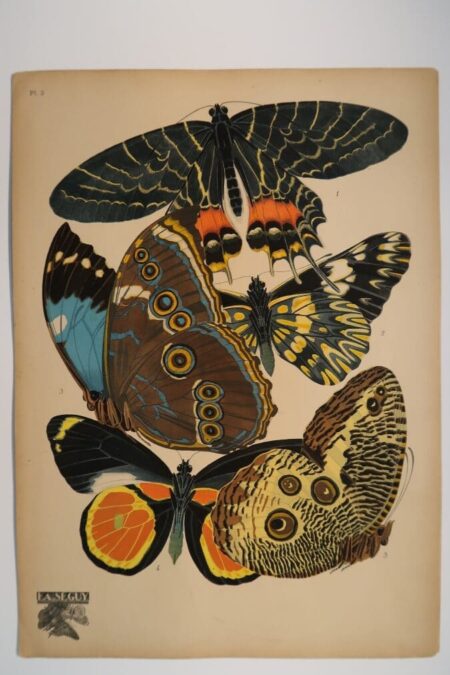 E.A. Seguy Butterflies design. Original 1925 pochoir plate 2.