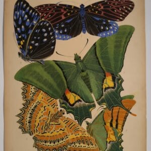 Find and buy, Eugene Seguy's, designer pochoir plates, from Paris in the 1920's including, this plate 6, from his Papillons or Butterflies.