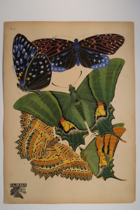 Find and buy, Eugene Seguy's, designer pochoir plates, from Paris in the 1920's including, this plate 6, from his Papillons or Butterflies.